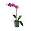 Cachepô Azul com Orquídea Phalaenópsis Pink